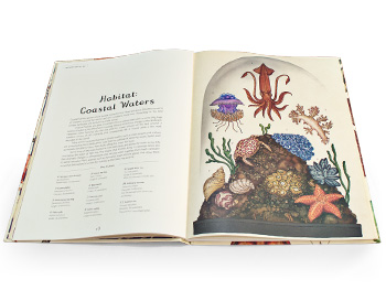 Animalium by Jenny Broom, Katie Scott | Waterstones